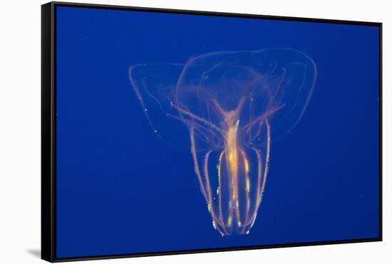 Comb Jelly-Hal Beral-Framed Stretched Canvas