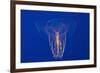 Comb Jelly-Hal Beral-Framed Photographic Print