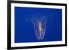 Comb Jelly-Hal Beral-Framed Photographic Print