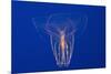 Comb Jelly-Hal Beral-Mounted Photographic Print