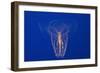 Comb Jelly-Hal Beral-Framed Photographic Print