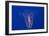 Comb Jelly-Hal Beral-Framed Photographic Print