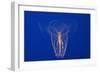 Comb Jelly-Hal Beral-Framed Photographic Print