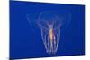 Comb Jelly-Hal Beral-Mounted Photographic Print