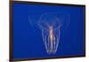 Comb Jelly-Hal Beral-Framed Photographic Print