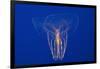 Comb Jelly-Hal Beral-Framed Photographic Print