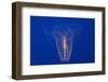 Comb Jelly-Hal Beral-Framed Photographic Print