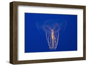 Comb Jelly-Hal Beral-Framed Photographic Print