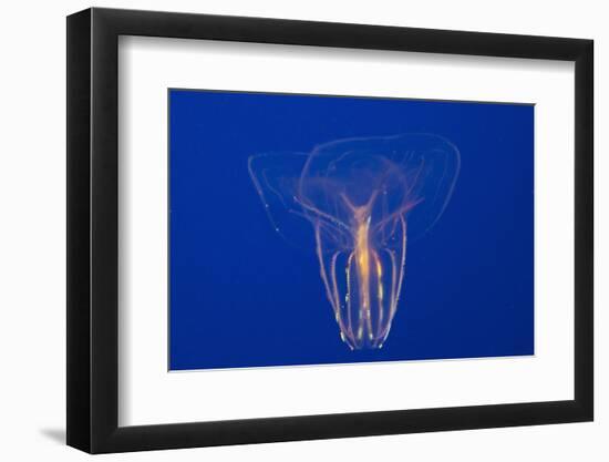 Comb Jelly-Hal Beral-Framed Photographic Print