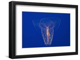 Comb Jelly-Hal Beral-Framed Photographic Print