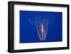 Comb Jelly-Hal Beral-Framed Photographic Print