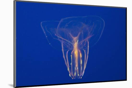 Comb Jelly-Hal Beral-Mounted Photographic Print