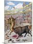 Combat Between a Lion and a Bull, Spain, 1894-null-Mounted Giclee Print