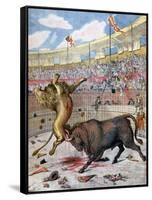 Combat Between a Lion and a Bull, Spain, 1894-null-Framed Stretched Canvas