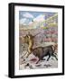 Combat Between a Lion and a Bull, Spain, 1894-null-Framed Giclee Print