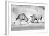 Combat.-Juan Luis Duran-Framed Photographic Print