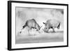 Combat.-Juan Luis Duran-Framed Photographic Print