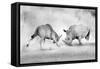 Combat.-Juan Luis Duran-Framed Stretched Canvas