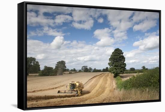 Combine Harvester Harvesting Oats (Avena Sativa), Haregill Lodge Farm, Ellingstring,Yorkshire, UK-Paul Harris-Framed Stretched Canvas