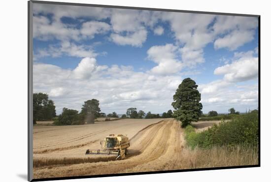 Combine Harvester Harvesting Oats (Avena Sativa), Haregill Lodge Farm, Ellingstring,Yorkshire, UK-Paul Harris-Mounted Photographic Print