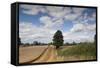 Combine Harvester Harvesting Oats, Ellingstring, North Yorkshire, England, UK, August-Paul Harris-Framed Stretched Canvas