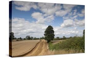 Combine Harvester Harvesting Oats, Ellingstring, North Yorkshire, England, UK, August-Paul Harris-Stretched Canvas