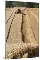 Combine Harvester Harvesting Oats, Haregill Lodge Farm, North Yorkshire, England-Paul Harris-Mounted Photographic Print