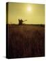 Combine Harvester in Field at Sunset-John Zimmerman-Stretched Canvas