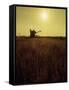 Combine Harvester in Field at Sunset-John Zimmerman-Framed Stretched Canvas