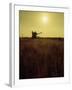 Combine Harvester in Field at Sunset-John Zimmerman-Framed Photographic Print