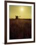 Combine Harvester in Field at Sunset-John Zimmerman-Framed Photographic Print