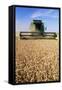 Combine Harvester Working In a Wheat Field-Jeremy Walker-Framed Stretched Canvas