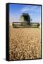 Combine Harvester Working In a Wheat Field-Jeremy Walker-Framed Stretched Canvas