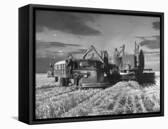 Combines and Crews Harvesting Wheat, Loading into Trucks to Transport to Storage-Joe Scherschel-Framed Stretched Canvas