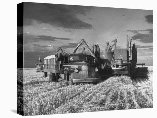 Combines and Crews Harvesting Wheat, Loading into Trucks to Transport to Storage-Joe Scherschel-Stretched Canvas