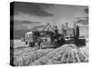 Combines and Crews Harvesting Wheat, Loading into Trucks to Transport to Storage-Joe Scherschel-Stretched Canvas