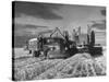 Combines and Crews Harvesting Wheat, Loading into Trucks to Transport to Storage-Joe Scherschel-Stretched Canvas