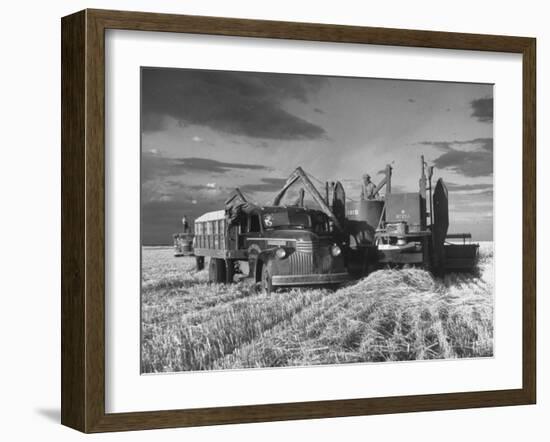 Combines and Crews Harvesting Wheat, Loading into Trucks to Transport to Storage-Joe Scherschel-Framed Premium Photographic Print