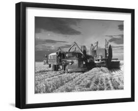 Combines and Crews Harvesting Wheat, Loading into Trucks to Transport to Storage-Joe Scherschel-Framed Photographic Print