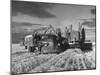 Combines and Crews Harvesting Wheat, Loading into Trucks to Transport to Storage-Joe Scherschel-Mounted Photographic Print