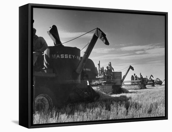 Combines Being Used to Harvest Wheat-Ed Clark-Framed Stretched Canvas