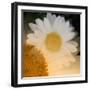 Come A Little Closer-Ruth Palmer-Framed Art Print