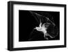 Come...let dance-Handi Nugraha-Framed Photographic Print