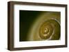 Come Out of Your Shell-K.B. White-Framed Photographic Print