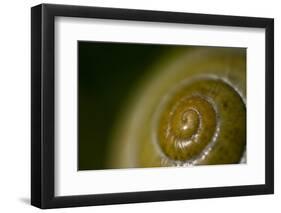 Come Out of Your Shell-K.B. White-Framed Photographic Print