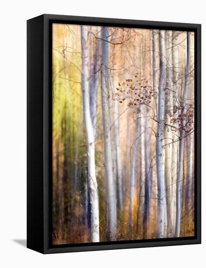 Come Walk with Me-Ursula Abresch-Framed Stretched Canvas