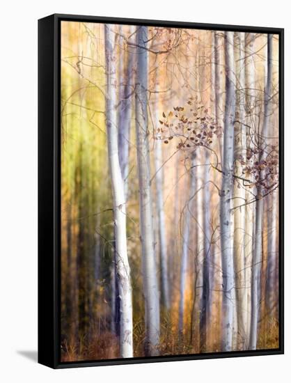 Come Walk with Me-Ursula Abresch-Framed Stretched Canvas