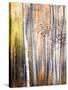 Come Walk with Me-Ursula Abresch-Stretched Canvas