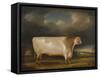 Comet' a Light Roan Short-Horn Bull in a Landscape, 1811-Thomas Weaver-Framed Stretched Canvas