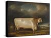 Comet' a Light Roan Short-Horn Bull in a Landscape, 1811-Thomas Weaver-Stretched Canvas